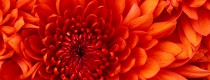 Chrysanthemum